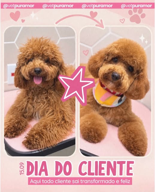 Poodle caramelo de lencinho, deitado na almofada rosa